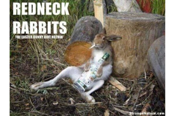 Redneck rabbits image