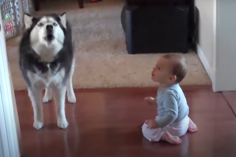 funny dog imitating baby video still