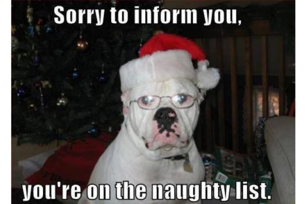Funny christmas dog image