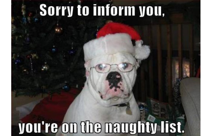 Funny christmas dog image