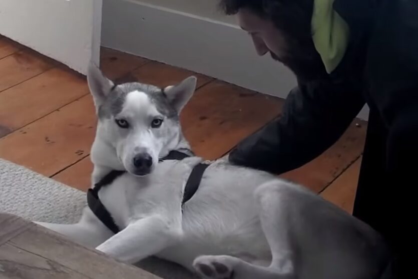 husky says no image snippet from video