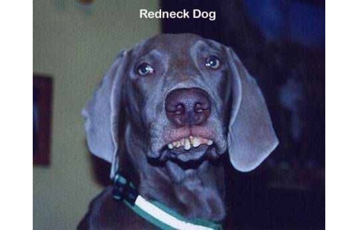 redneck dog image