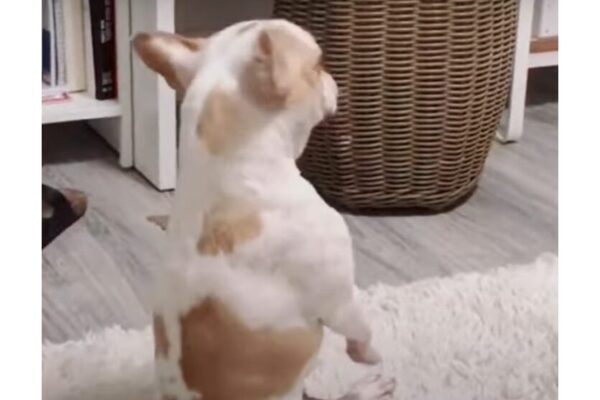 twerking dog and dancing video