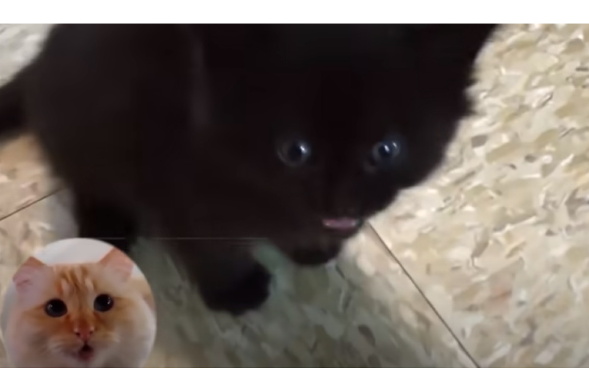 cat sings frozen song video image