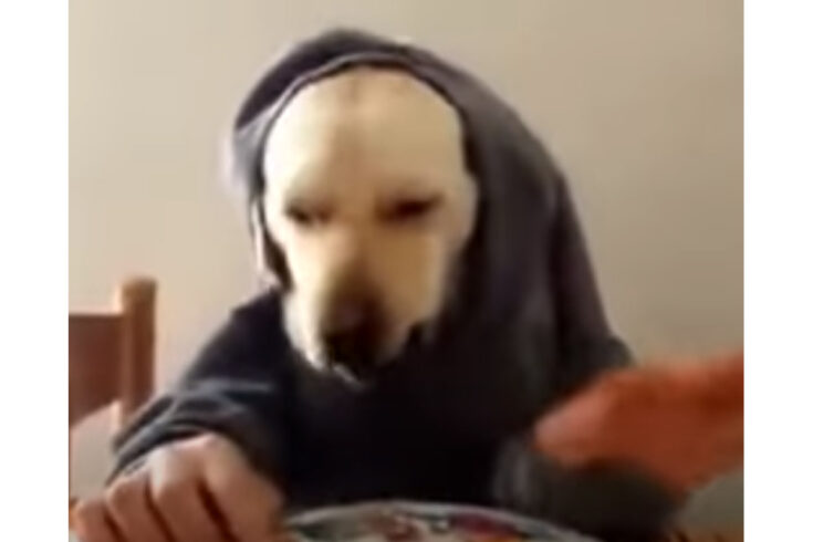 dog having breakfast video