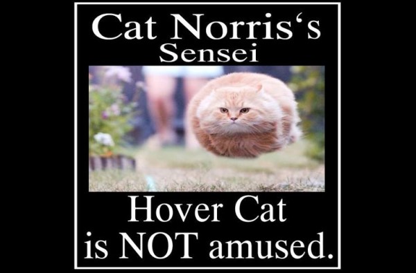 Cat Norris's Sensei Hover Cat image