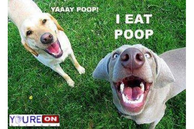 Funny dogs photo yay poop
