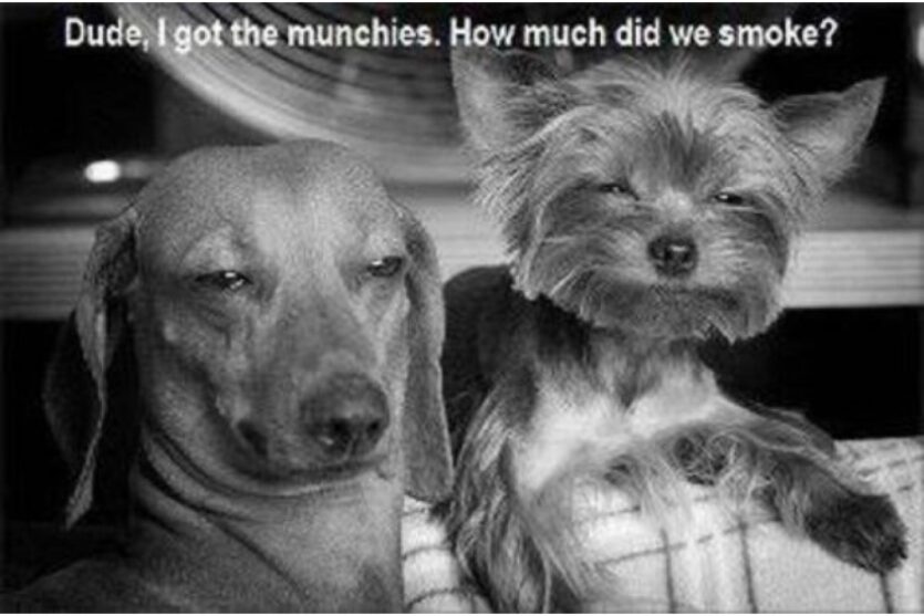 Two dogs with dog munchies