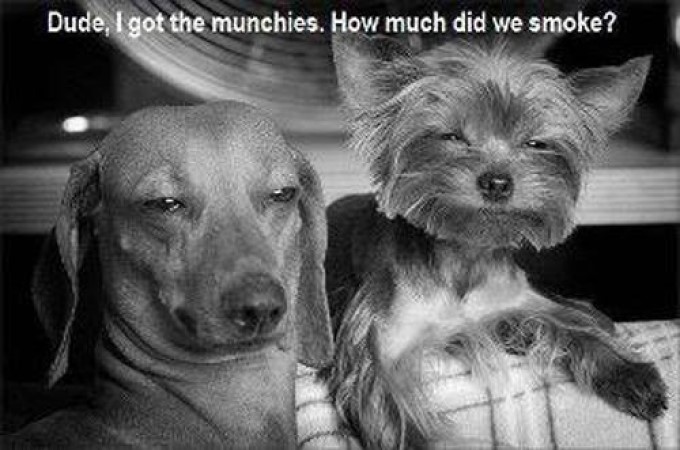 Funny animal photo of two dogs with the munchies