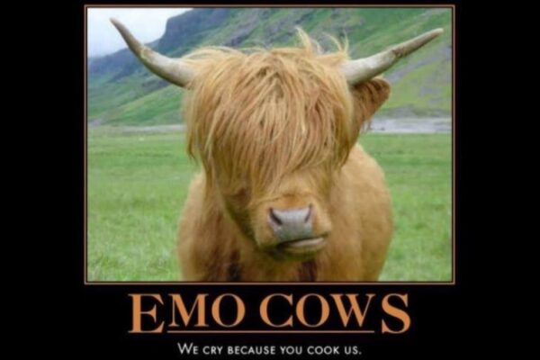 Emo Cows Cry because you cook us funny image