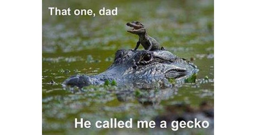 funny animal photo alligators baby on dads back