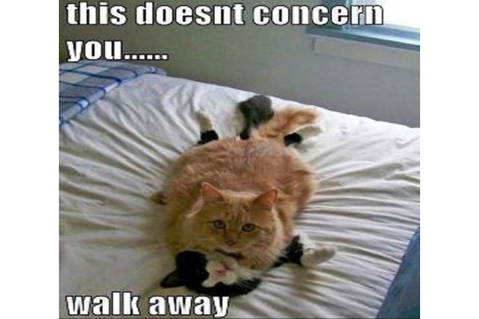 funny walk away animal meme two cats engaged