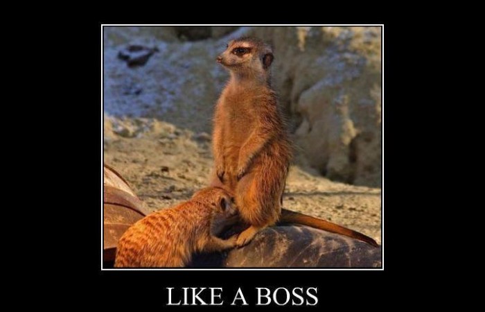 like a boss funny meerkat image