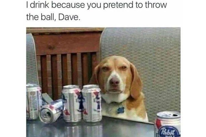 funny drinking dog image meme