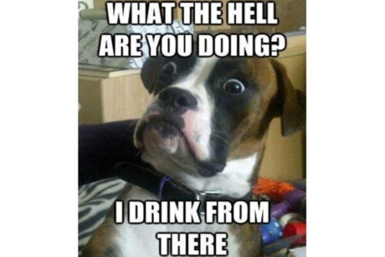 Funny what dogs think image