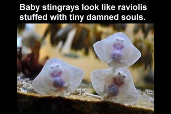 funny baby stingrays picture