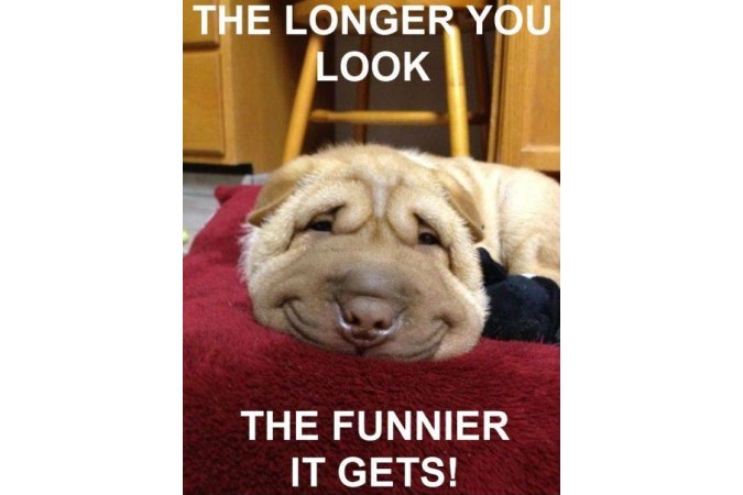 Funny dog picture of dog smiling
