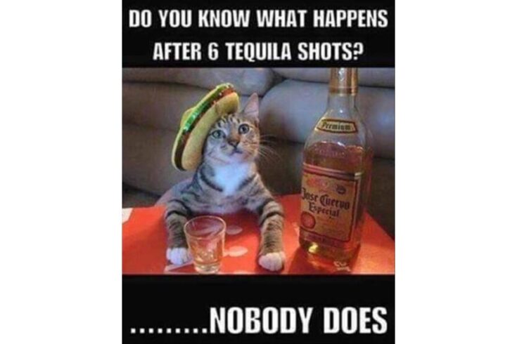 6 tequila shots cat image