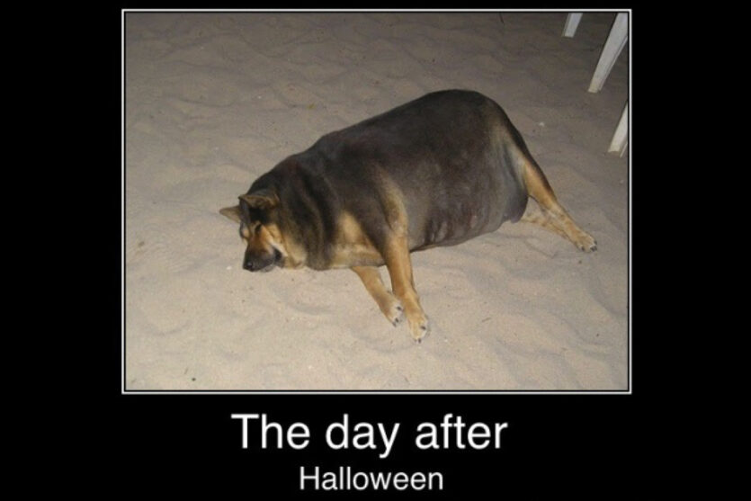 Day After Halloween fat dog image