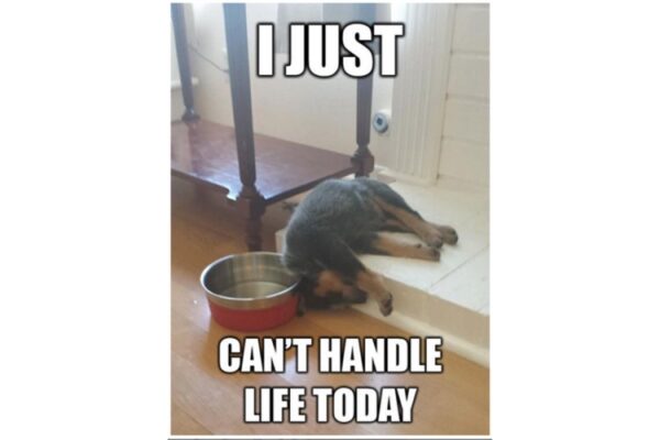 I Just Can't handle life today funny dog image