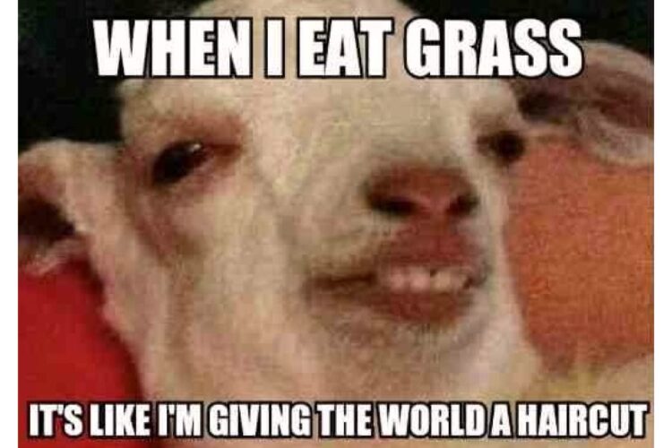 When I Eat Grass image