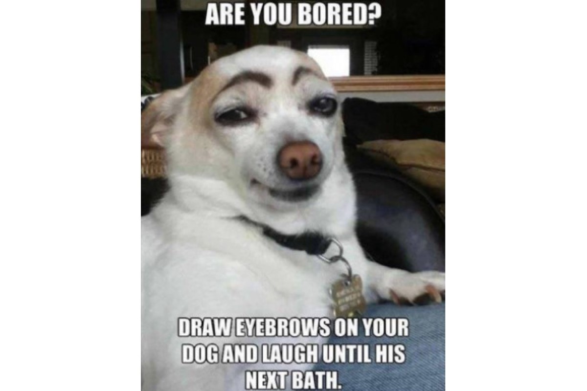 Dog brows image