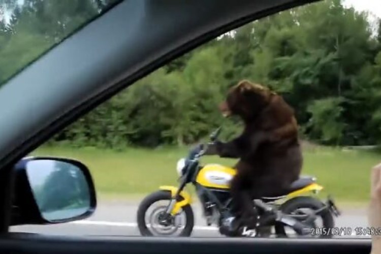 rude bear on motorcycle video