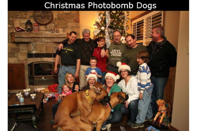 Christmas Photobomb Dogs image
