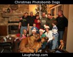 Christmas Photobomb Dogs image