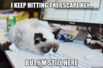 I Keep Hitting The Escape Key cat image
