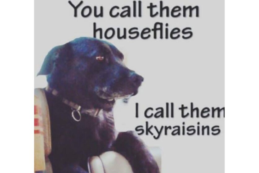 I call them Skyraisins funny dog image