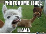 Llama Photobomb picture