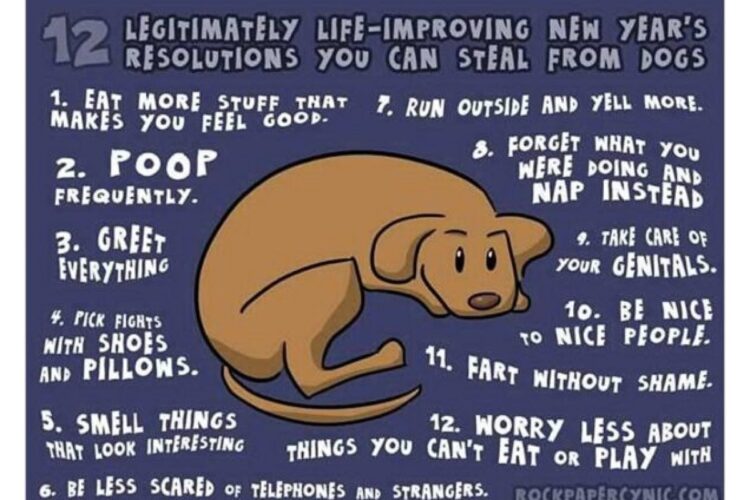 New Years Dog resolutions image