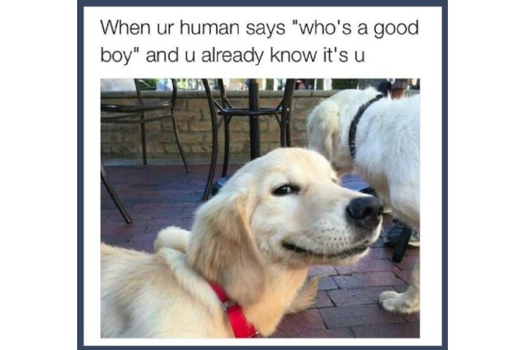 Who Is A Good Boy? image