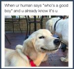 Who Is A Good Boy? image