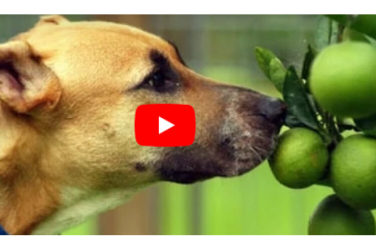 sour dogs trying lemons and limes video lead image