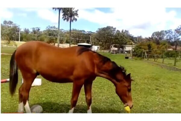 Cute video Horse With A Rubber Chicken
