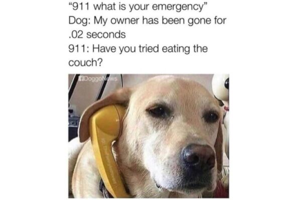 911 Dog image
