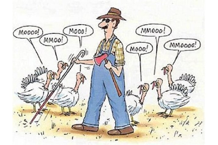 Thanksgiving Turkey Moo cartoon