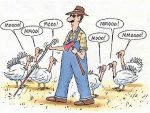 Thanksgiving Turkey Moo cartoon