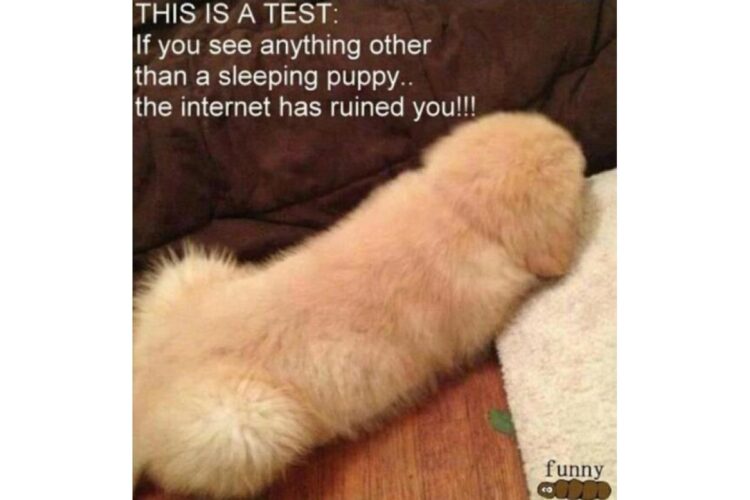 Funny test: what do you see puppy image