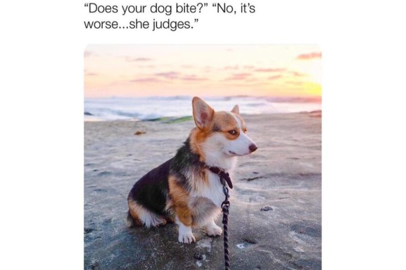 Judgmental Dog funny image meme