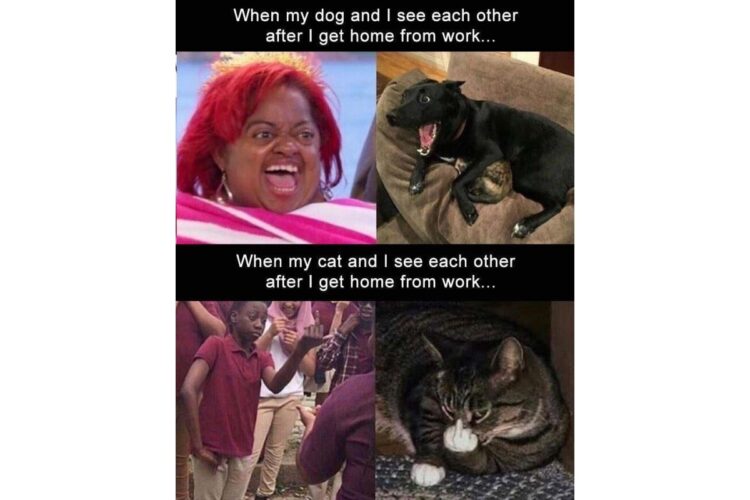 Difference between Dogs and Cats image