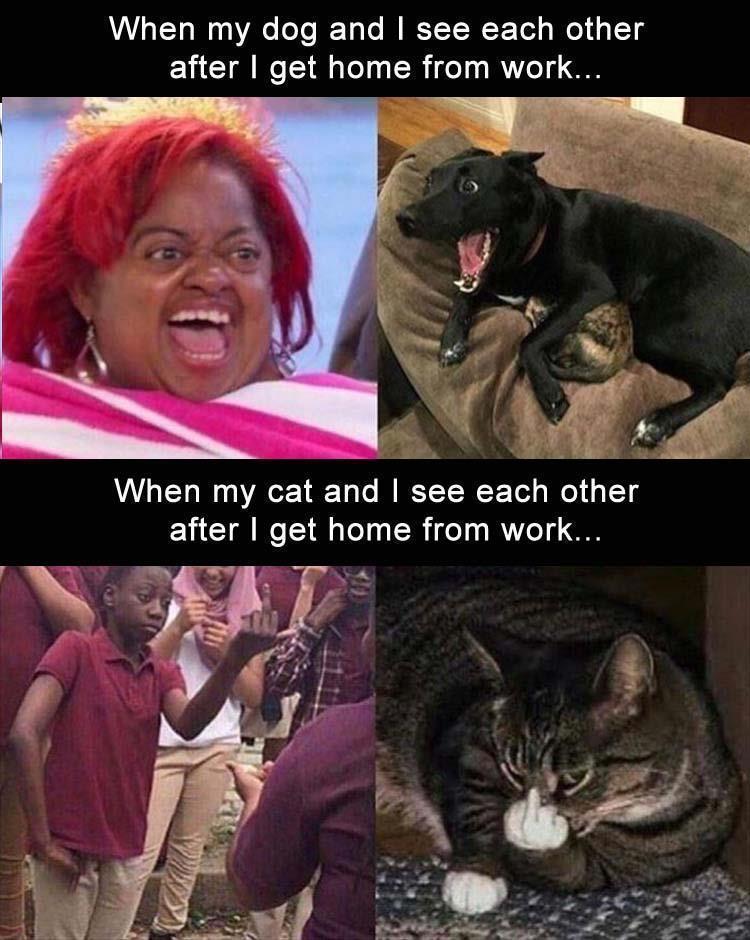 Dogs and Cats