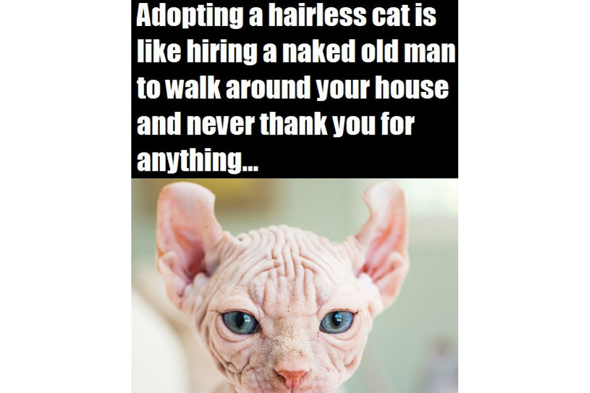 Hairless Cats image meme