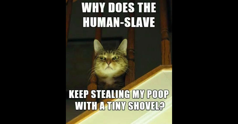 Cat Box Poop Thief meme