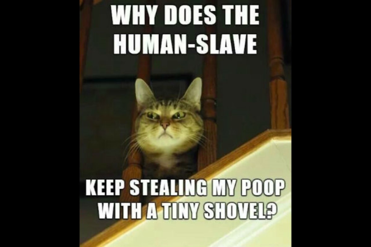 cat box Poop Thief image