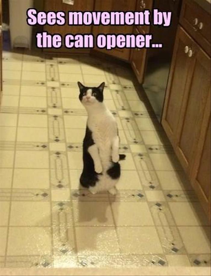 Can Opener Cat Attention