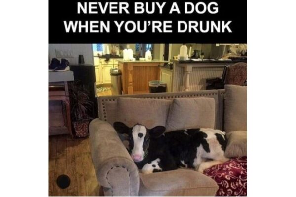 Never go Drunk Dog Shopping funny image with a cow