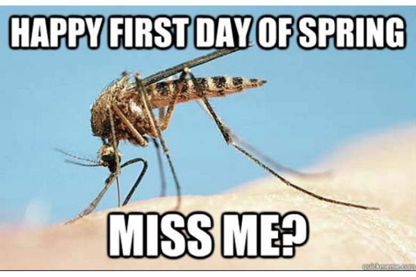 Funny First Day Of Spring mosquito image